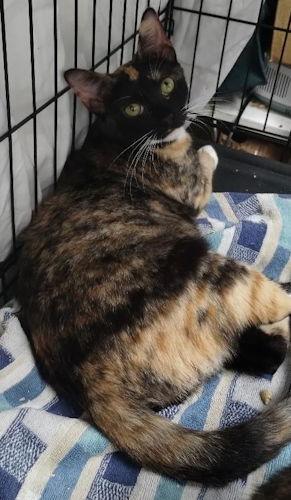 Enlarge Clementine - PSP, a Adoptable Calico in Oakland Park, FL image 1/3