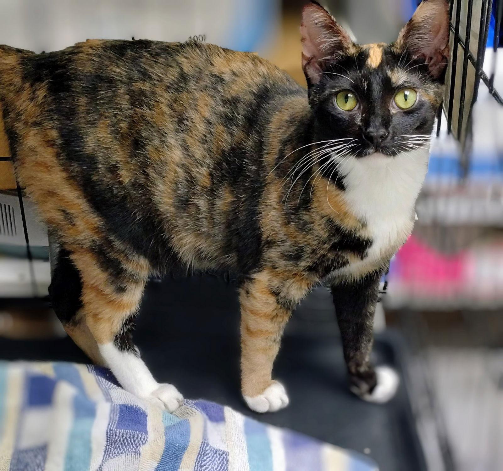 Clementine - PSP Foster Home, Adoptable, Adult Female Calico.