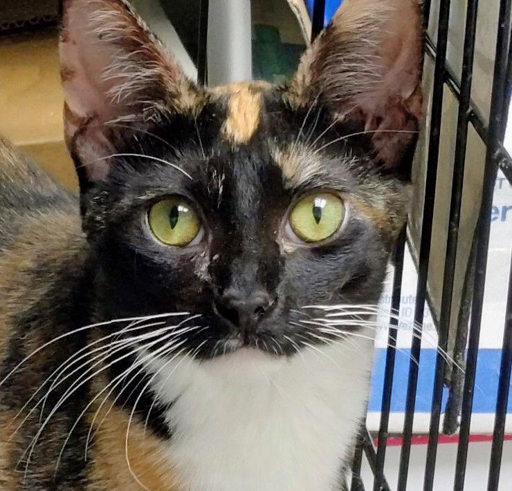 Enlarge Clementine - PSP, a Adoptable Calico in Oakland Park, FL image 3/3