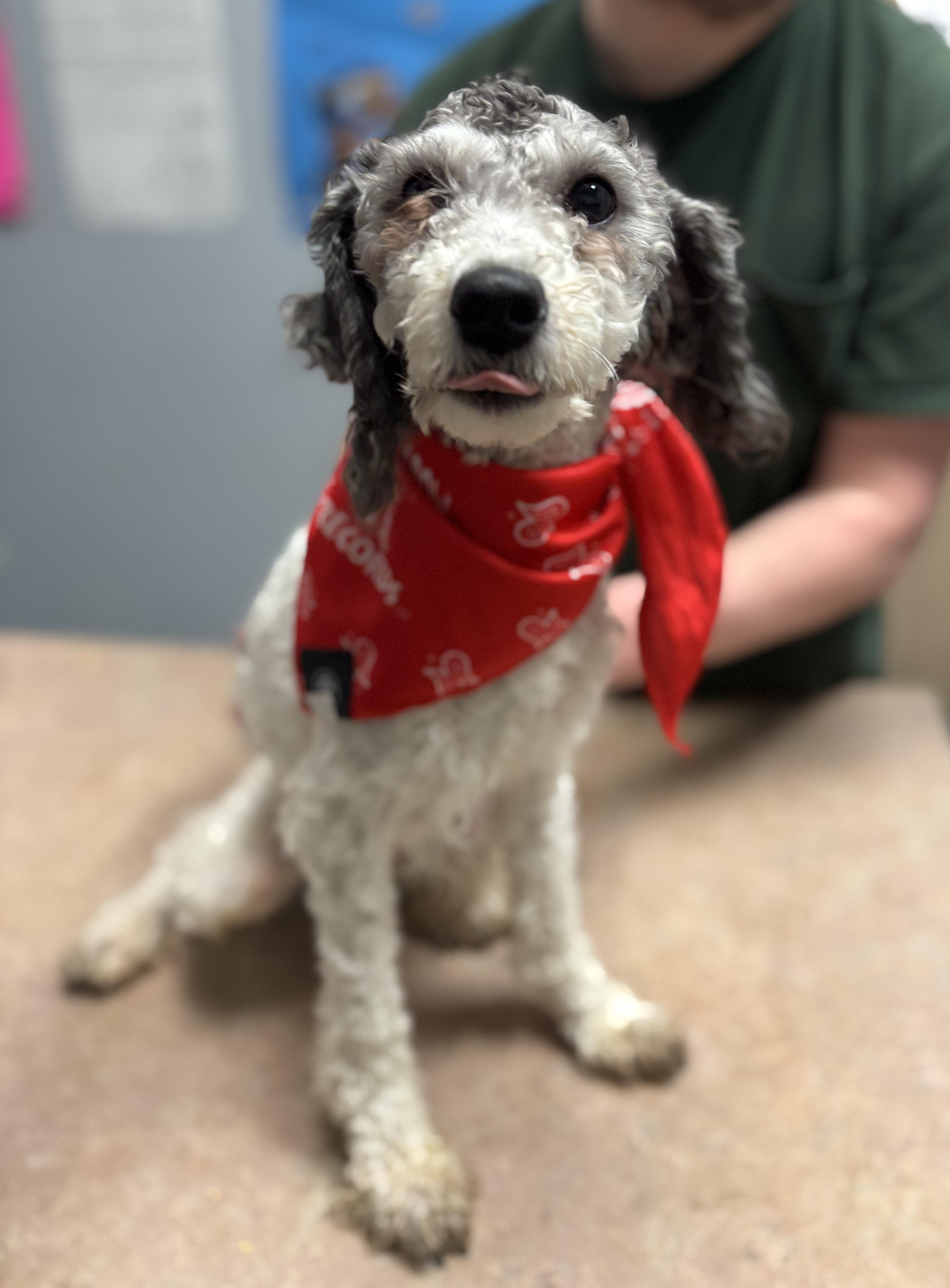 Milky, ADOPTABLE, Adult Male Poodle.