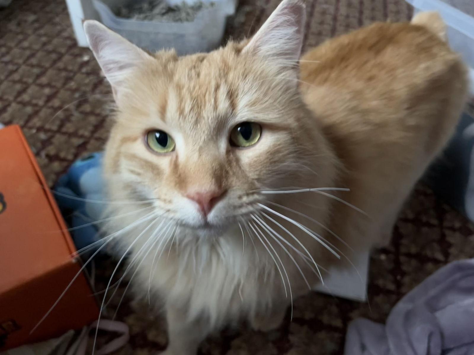 Enlarge Scribbles, a Adopted Domestic Long Hair in Broomall, PA image 1/3