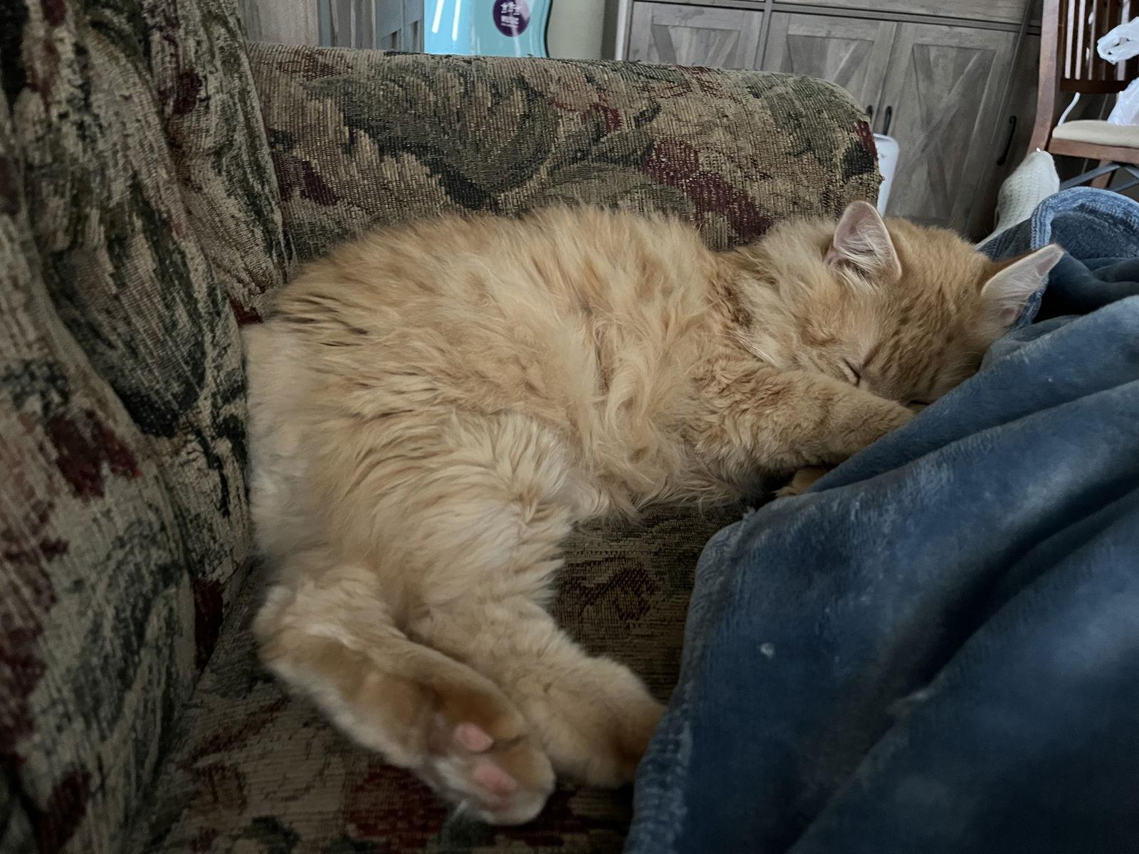 Enlarge Scribbles, a Adopted Domestic Long Hair in Broomall, PA image 2/3