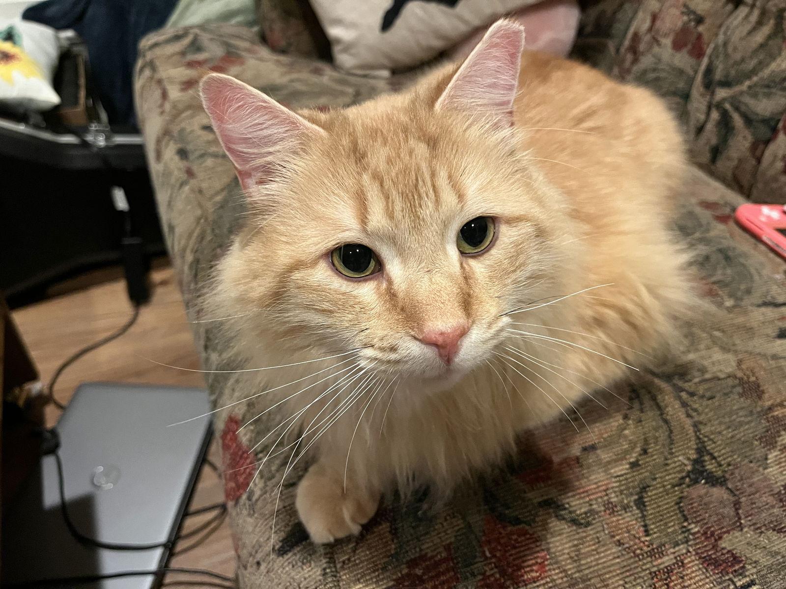 Enlarge Scribbles, a Adopted Domestic Long Hair in Broomall, PA image 3/3