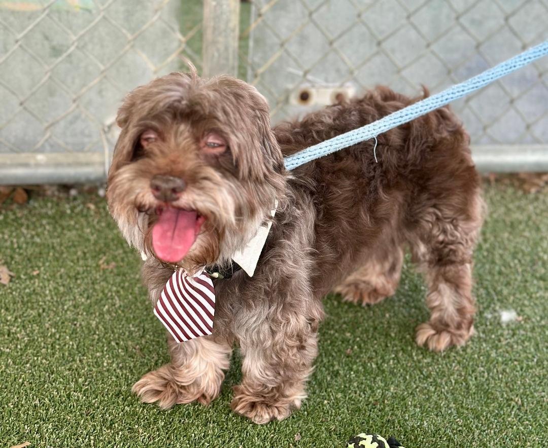 Enlarge Brownie, a Adoptable Shih poo in Woodstock, GA image 2/2