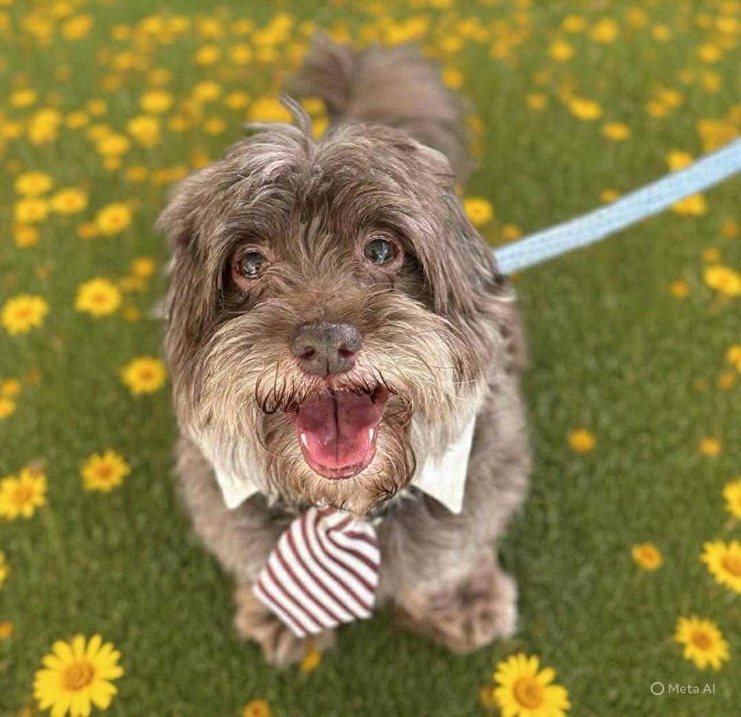 Enlarge Brownie, a Adoptable Shih poo in Woodstock, GA image 1/2