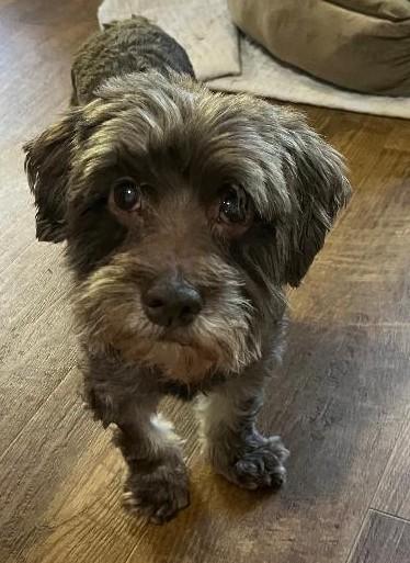 Brownie, Adoptable, Senior Male Shih poo.