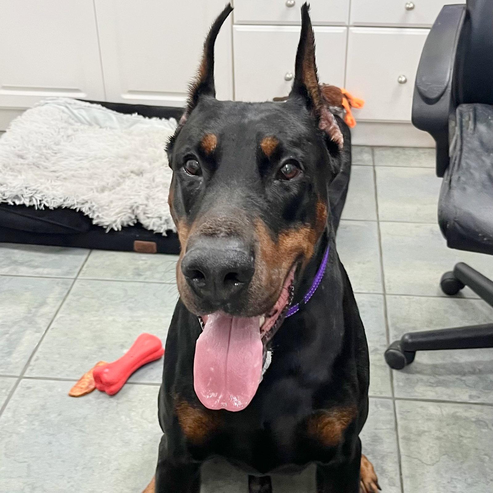 Apollo 3634, Adoptable, Young Male Doberman Pinscher.