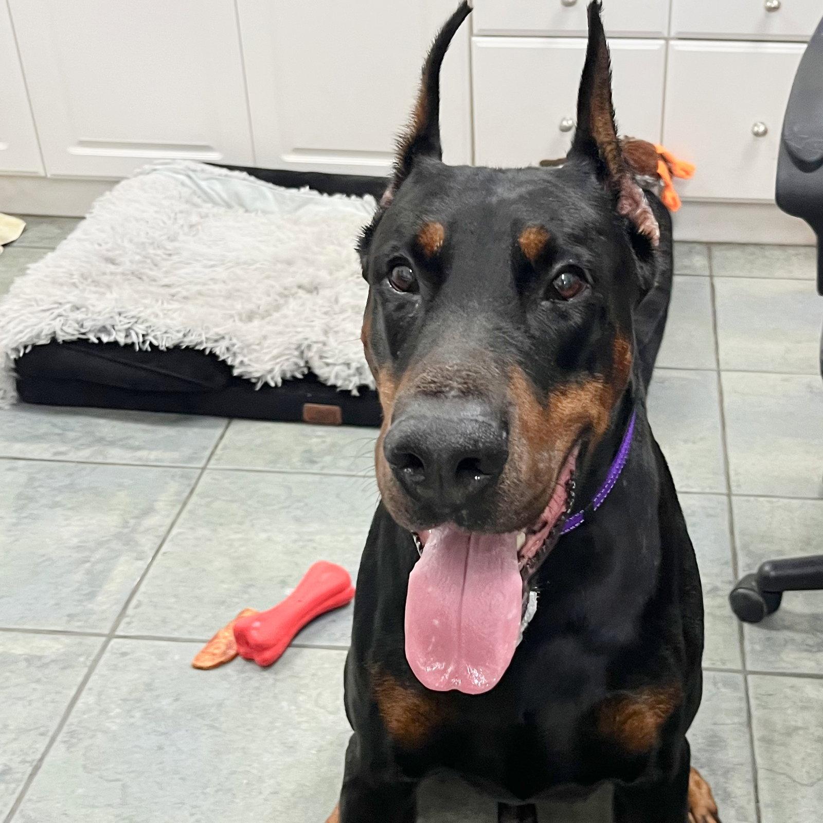 Enlarge Apollo 3634, a Adoptable Doberman Pinscher in Oakland Park, FL image 2/3