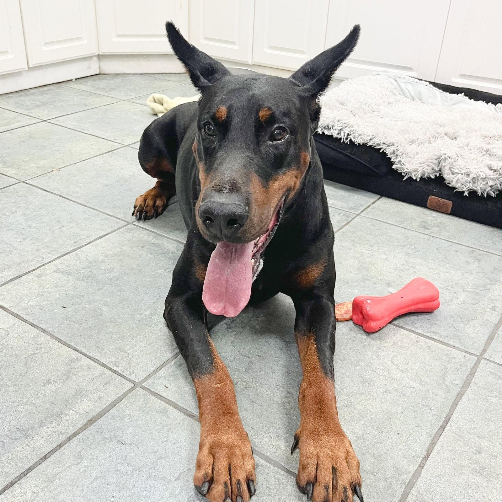 Enlarge Apollo 3634, a Adoptable Doberman Pinscher in Oakland Park, FL image 3/3
