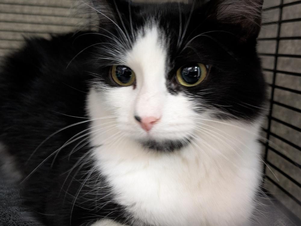 Giselle, Adoptable, Kitten Female Domestic Short Hair.