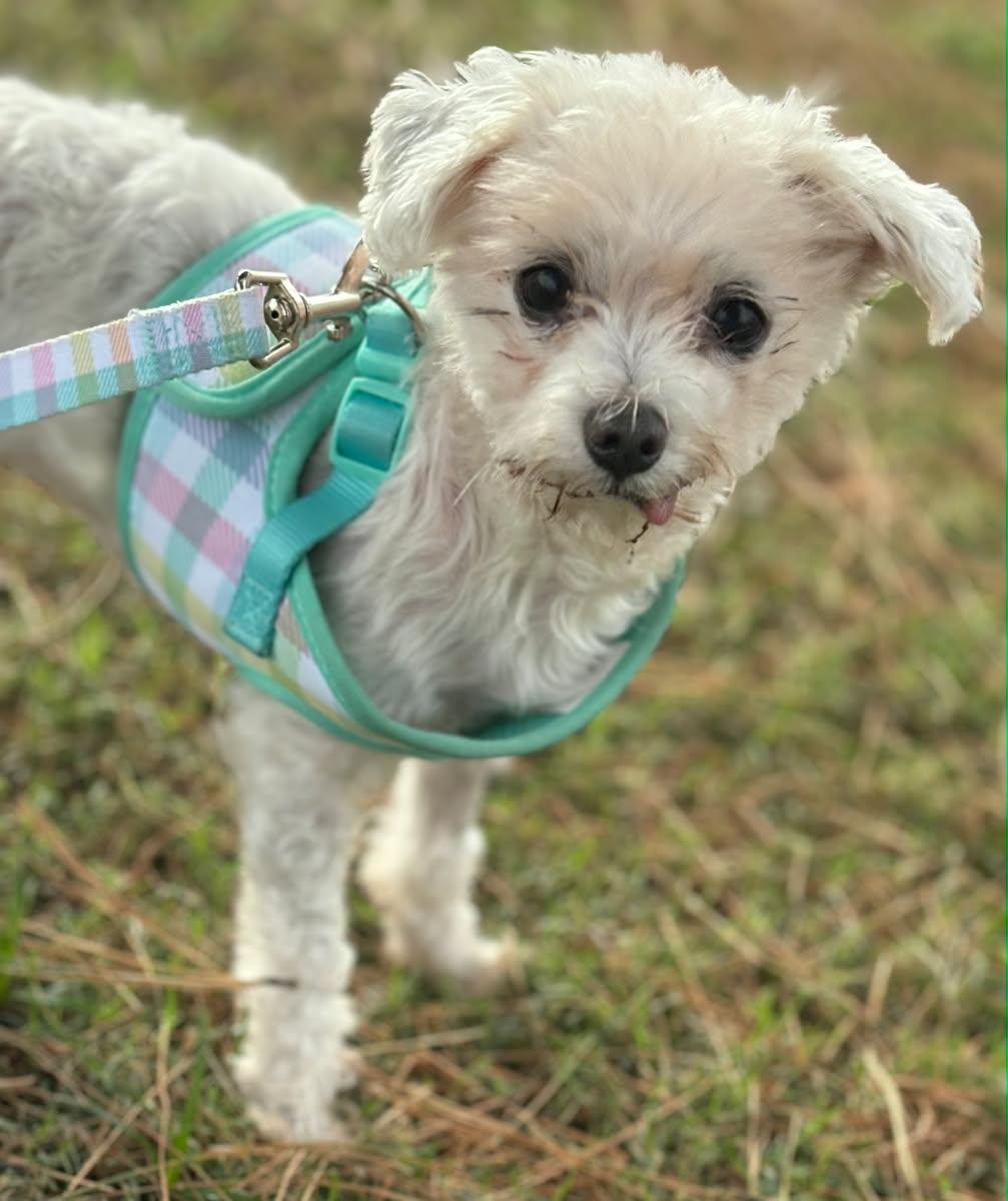 AVAILABLE FOR ADOPTION Meet our spunky Gramma Lumen She is looking for a loving home a warm lap 