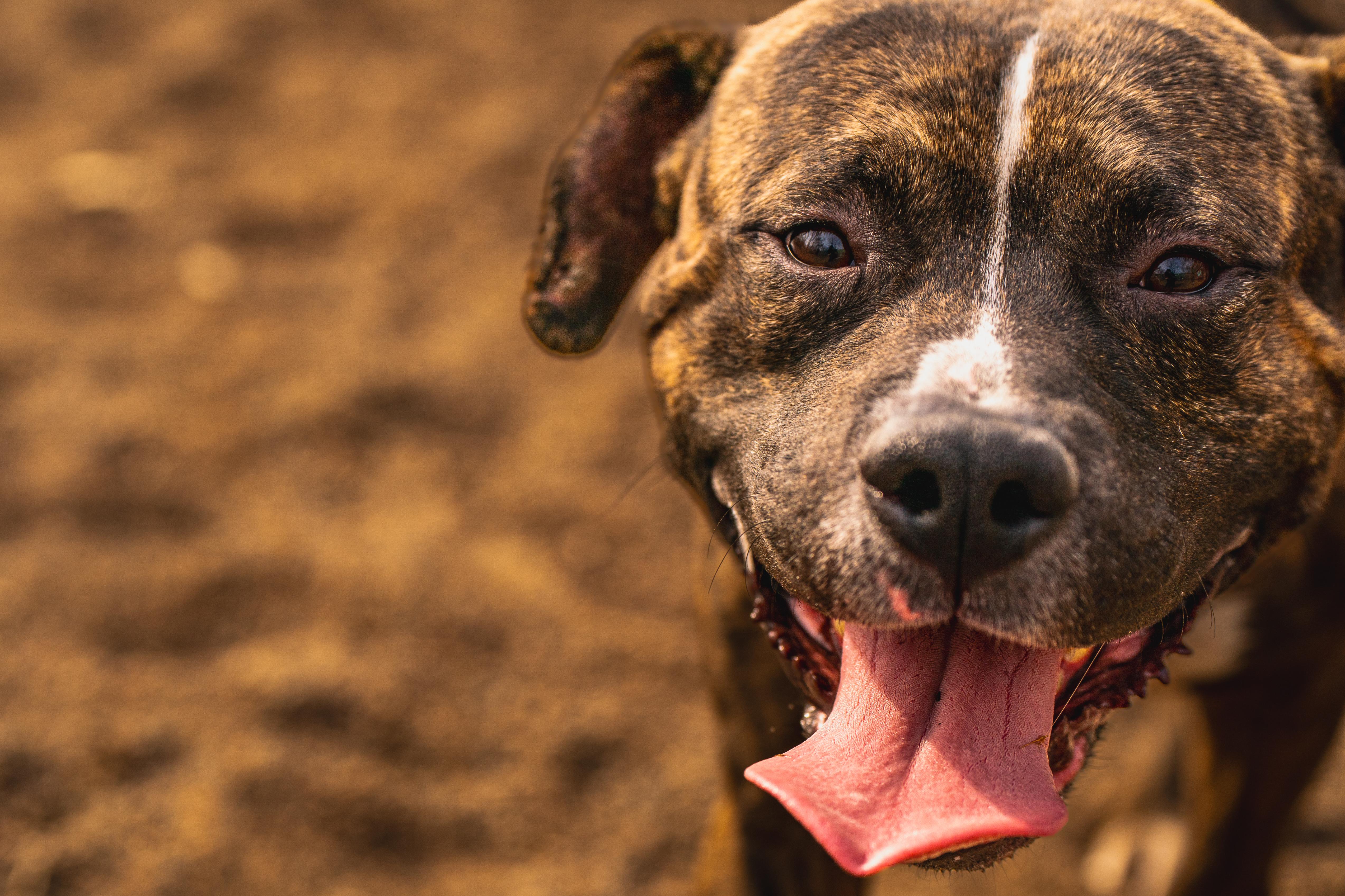 Enlarge Kevin, an adopted mixed breed in Red Wing, MN image 3/6