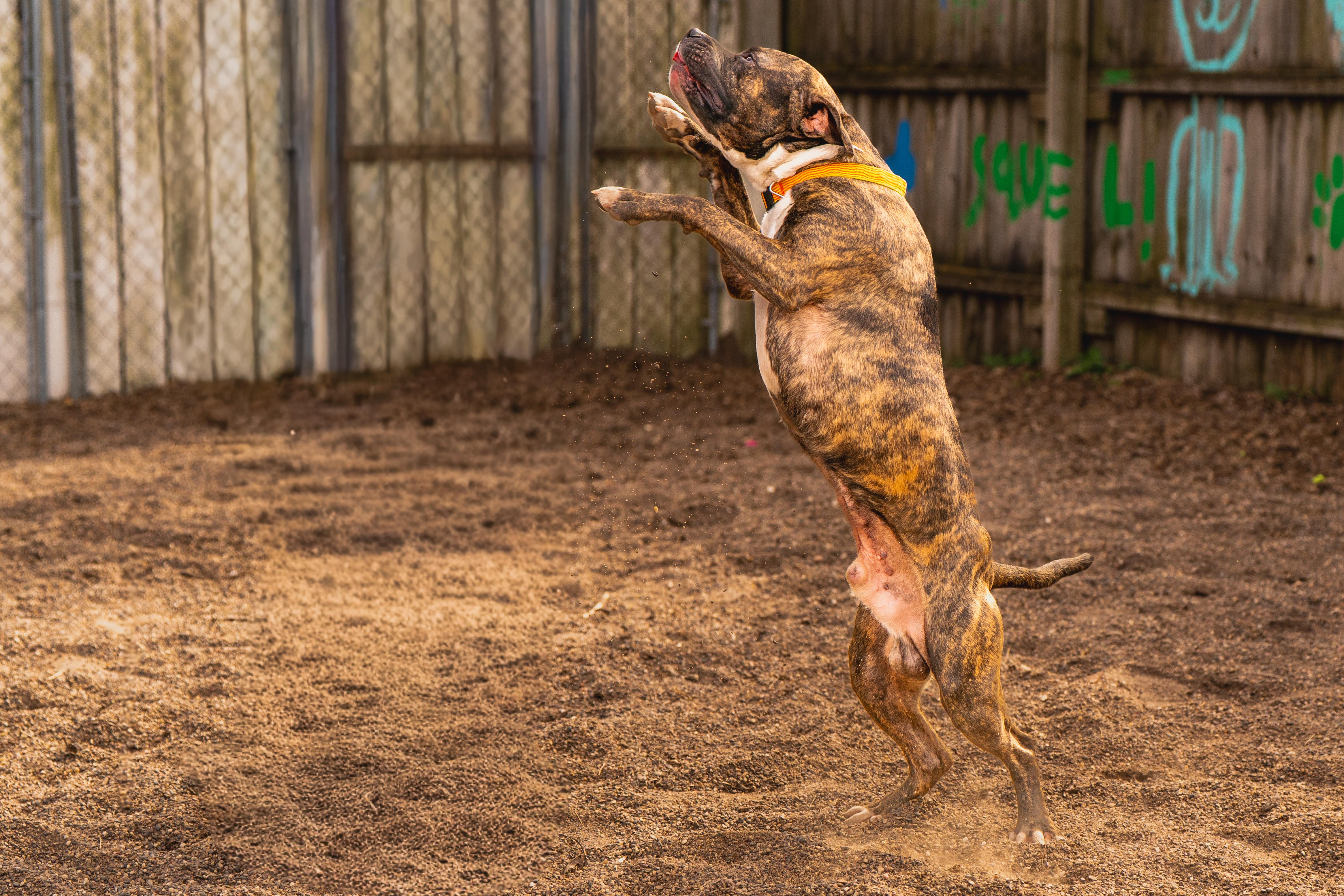 Enlarge Kevin, an adopted mixed breed in Red Wing, MN image 6/6
