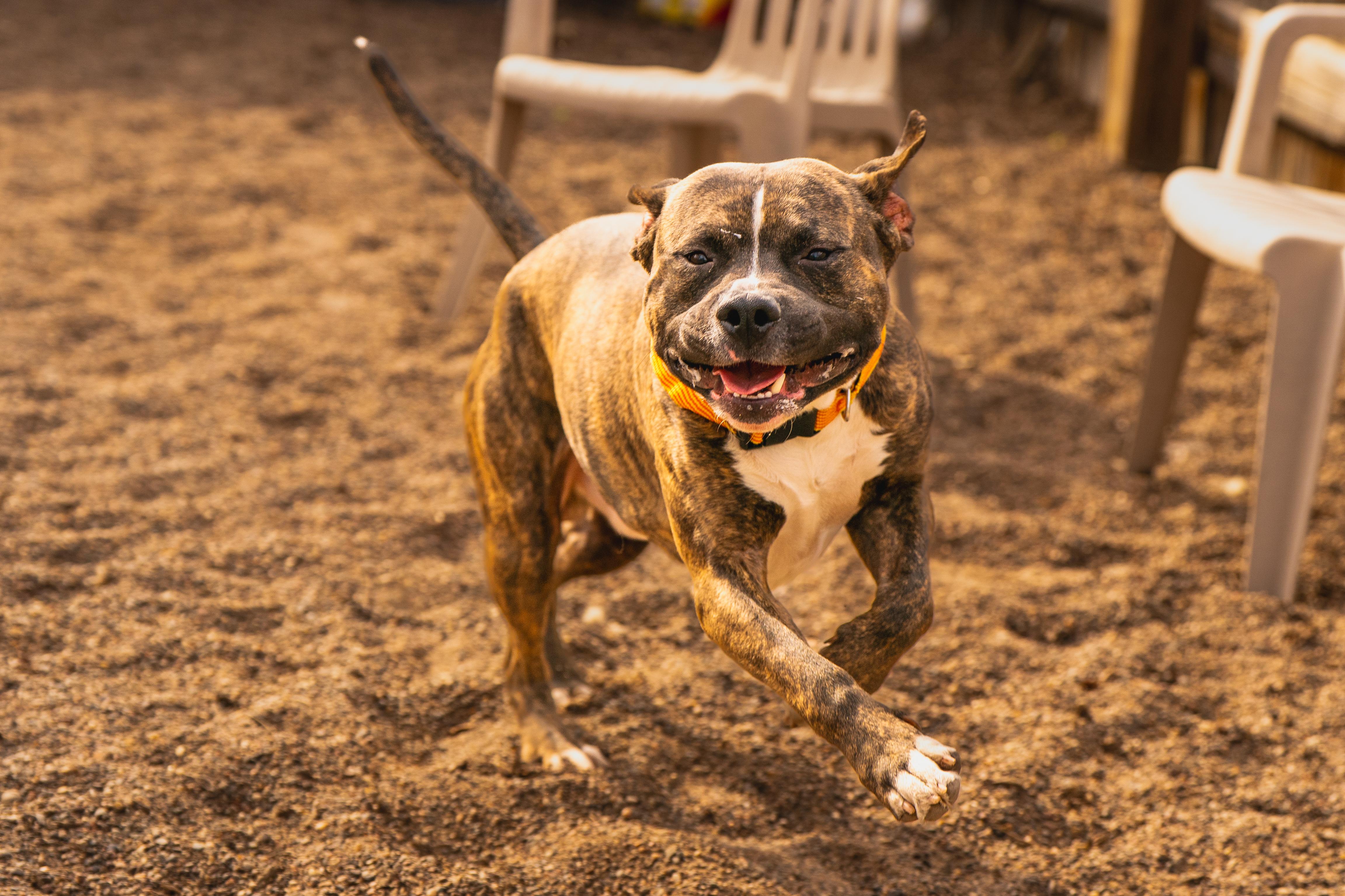 Enlarge Kevin, an adopted mixed breed in Red Wing, MN image 4/6