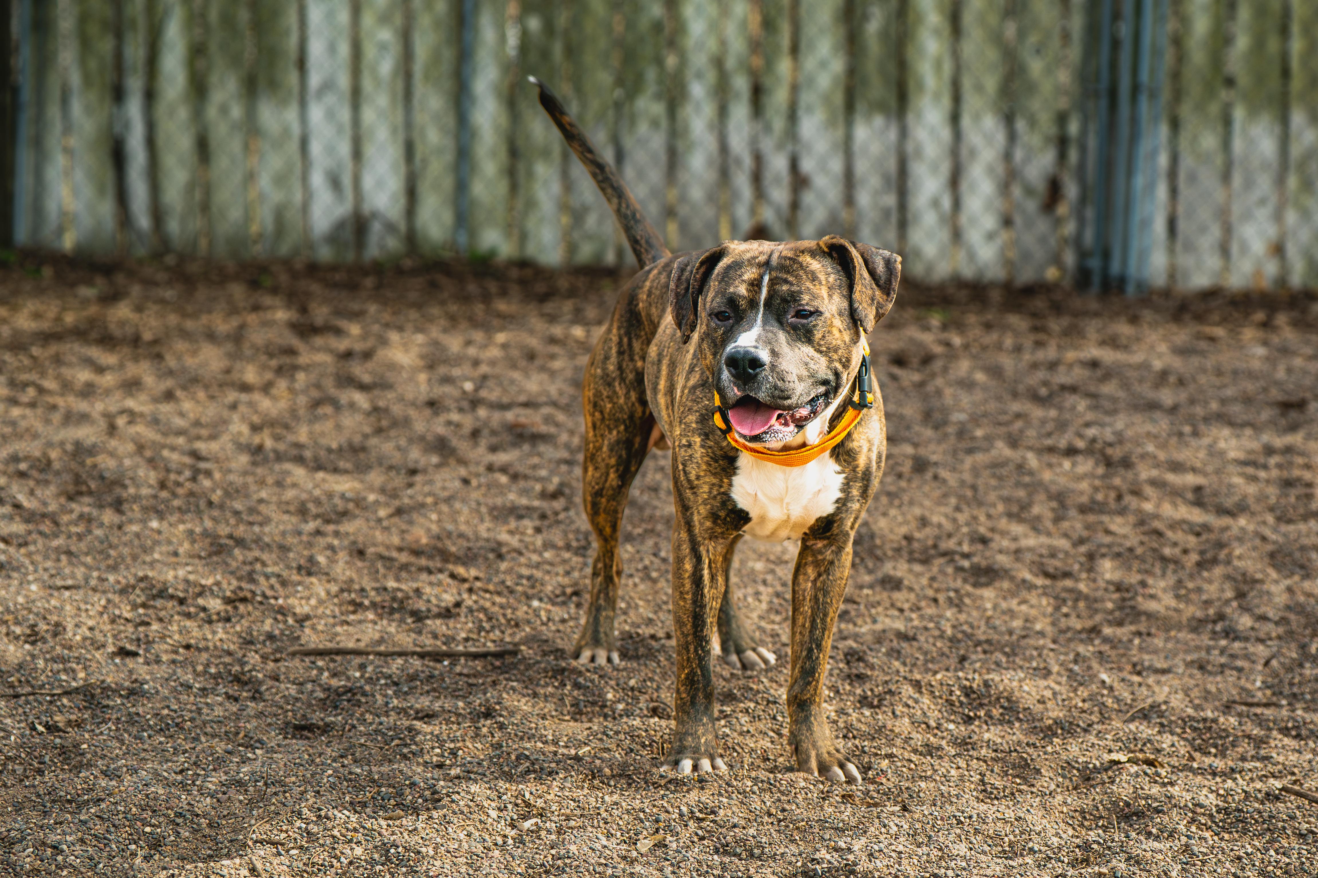 Enlarge Kevin, an adopted mixed breed in Red Wing, MN image 2/6