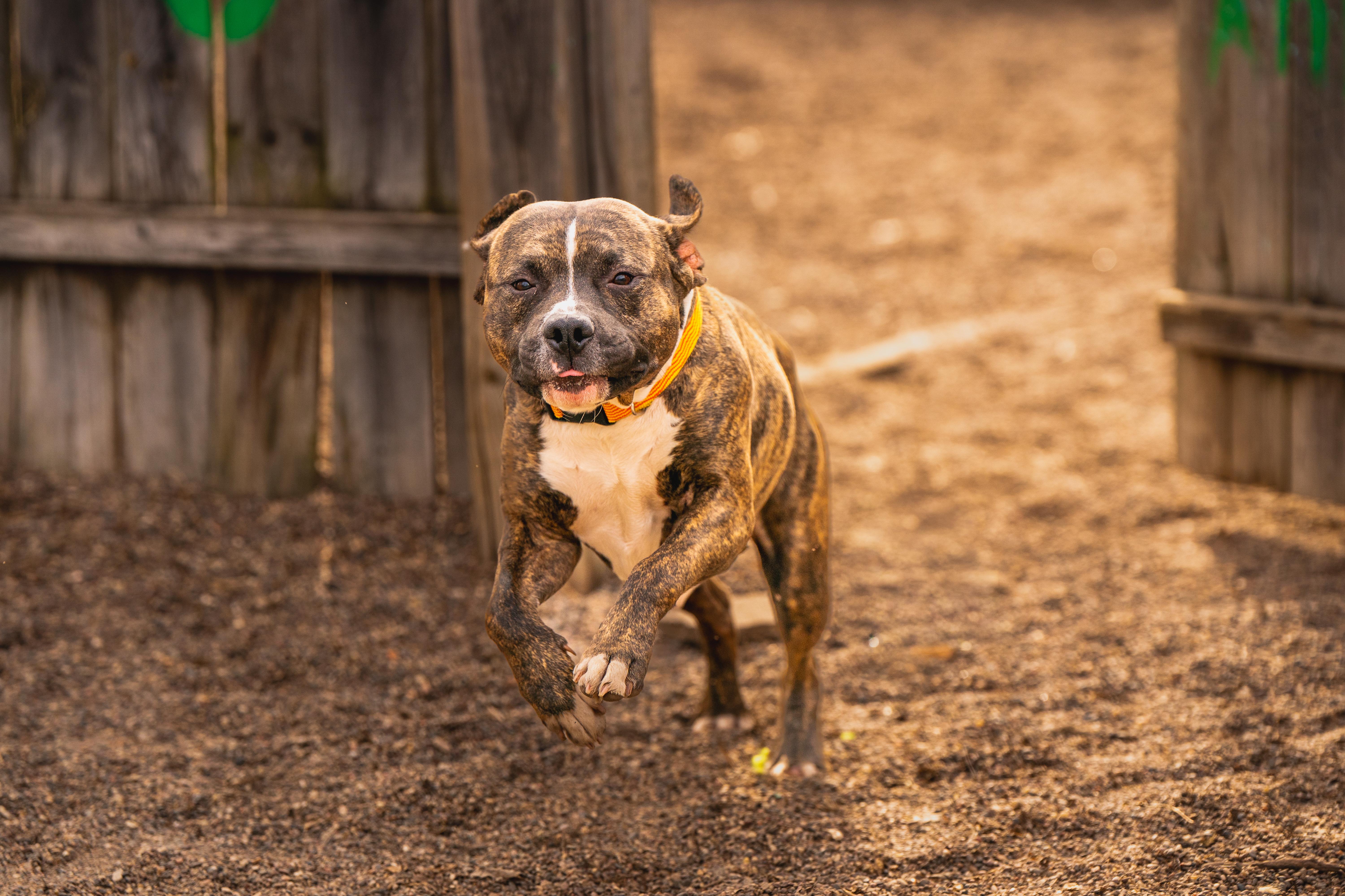 Enlarge Kevin, an adopted mixed breed in Red Wing, MN image 5/6