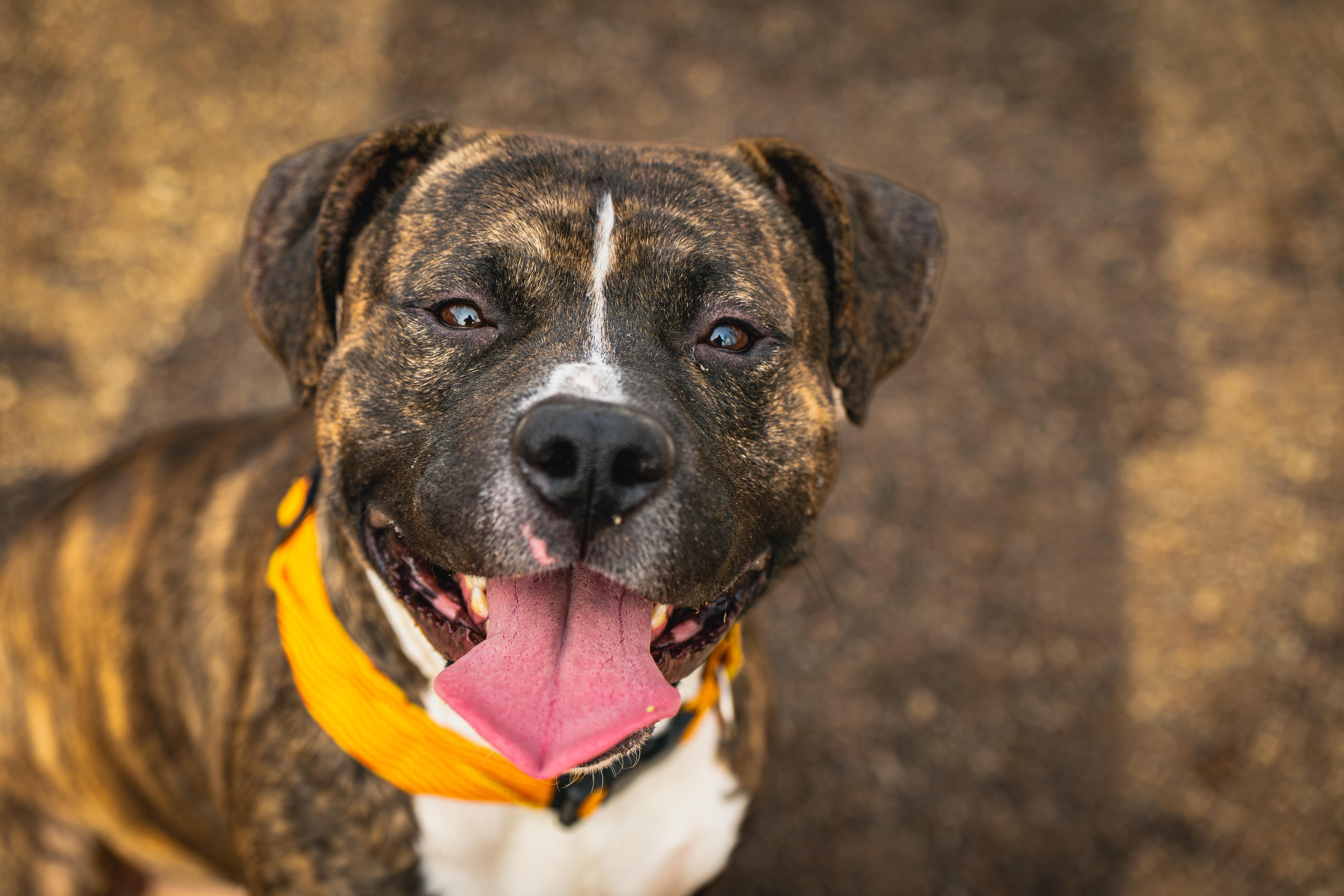 Kevin, adopted, Adult Male American Bully & Terrier.