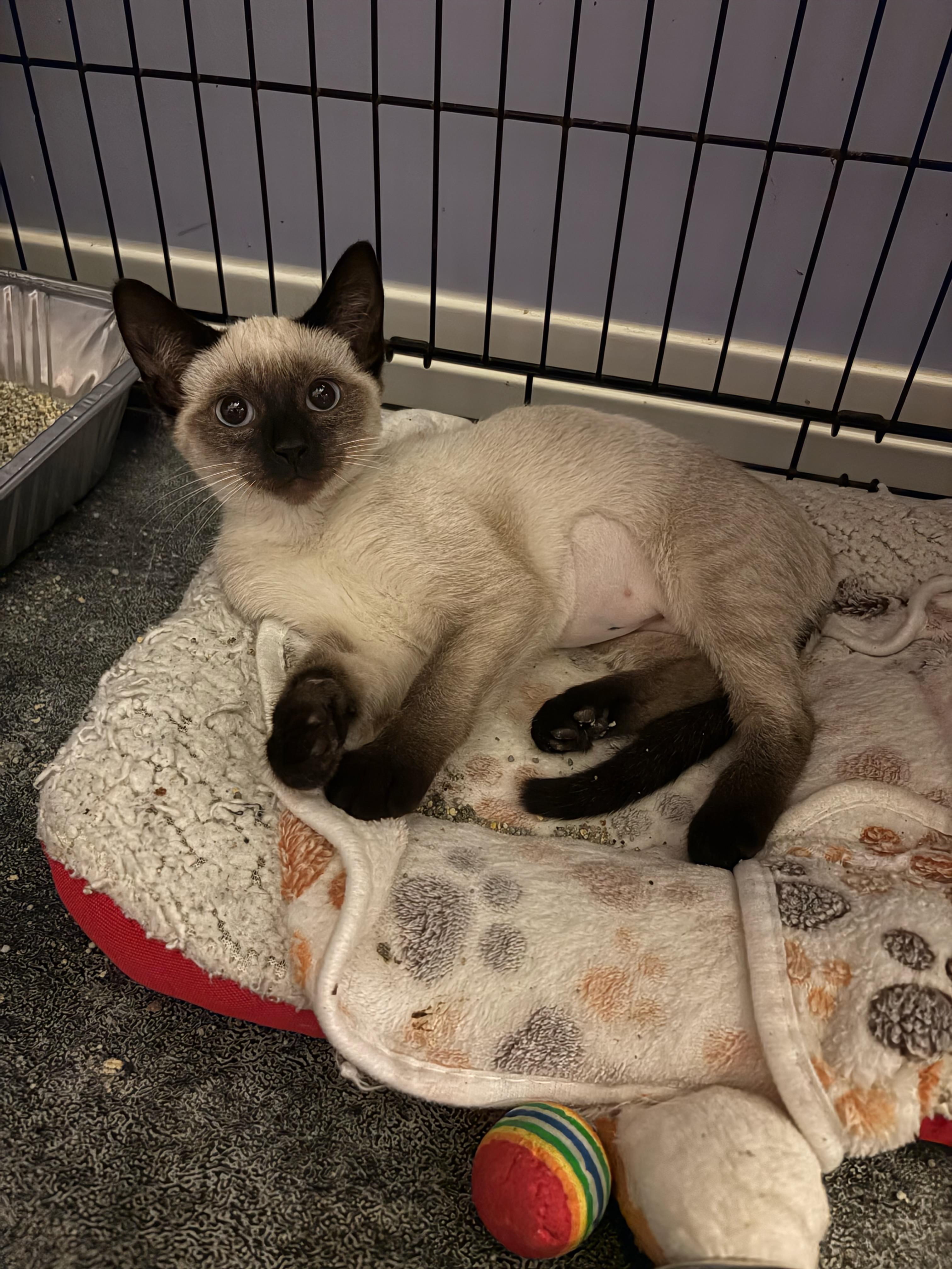 Annabelle, adopted, Kitten Female Siamese.