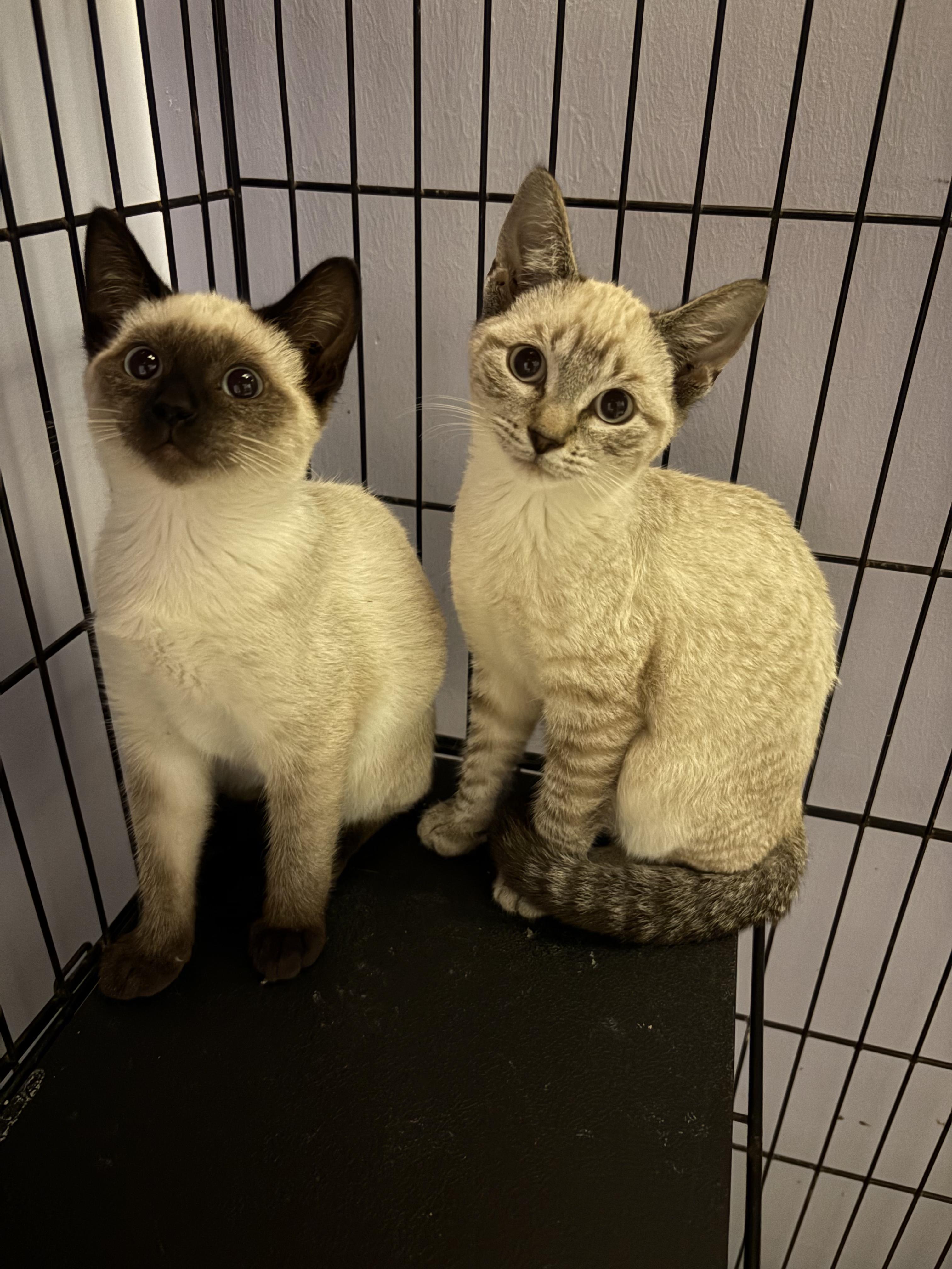 Enlarge Annabelle, an adopted Siamese in Saint Pete Beach, FL image 2/3