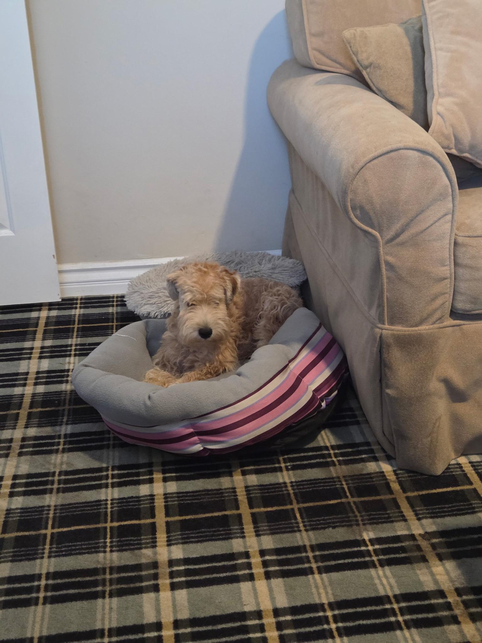 Churro, a Adoptable mixed breed in Van Nuys, CA image 3/5