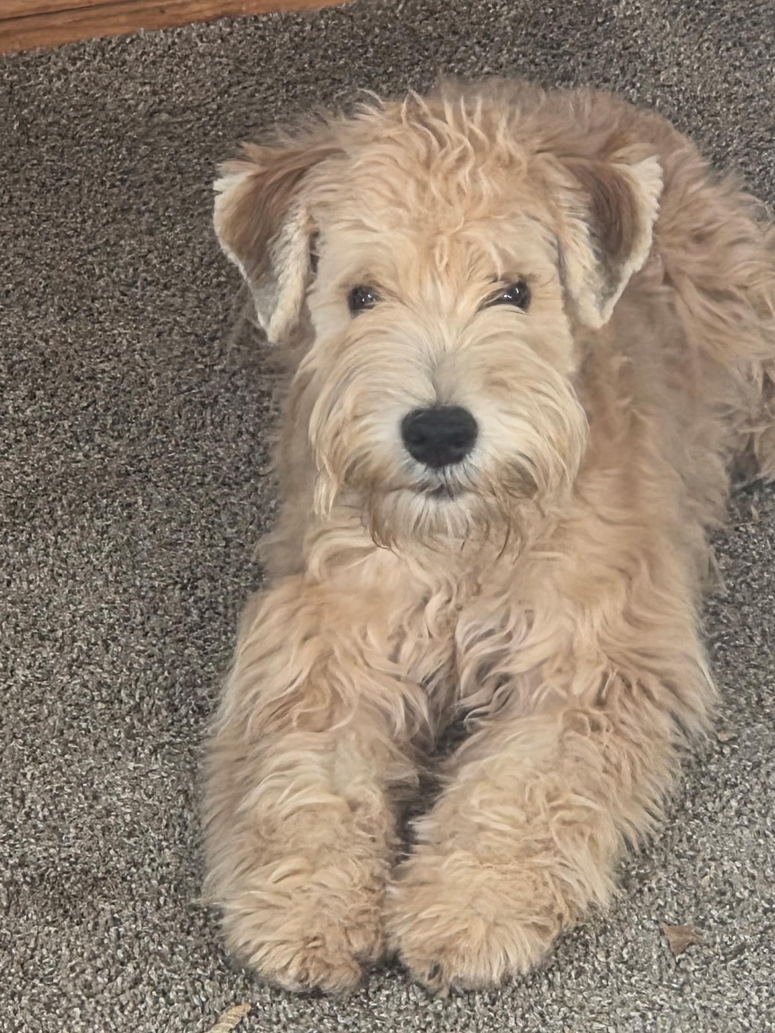 Churro, a Adoptable mixed breed in Van Nuys, CA image 4/5