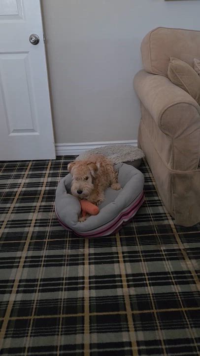 Enlarge Churro, a Adoptable mixed breed in Van Nuys, CA video 5/5