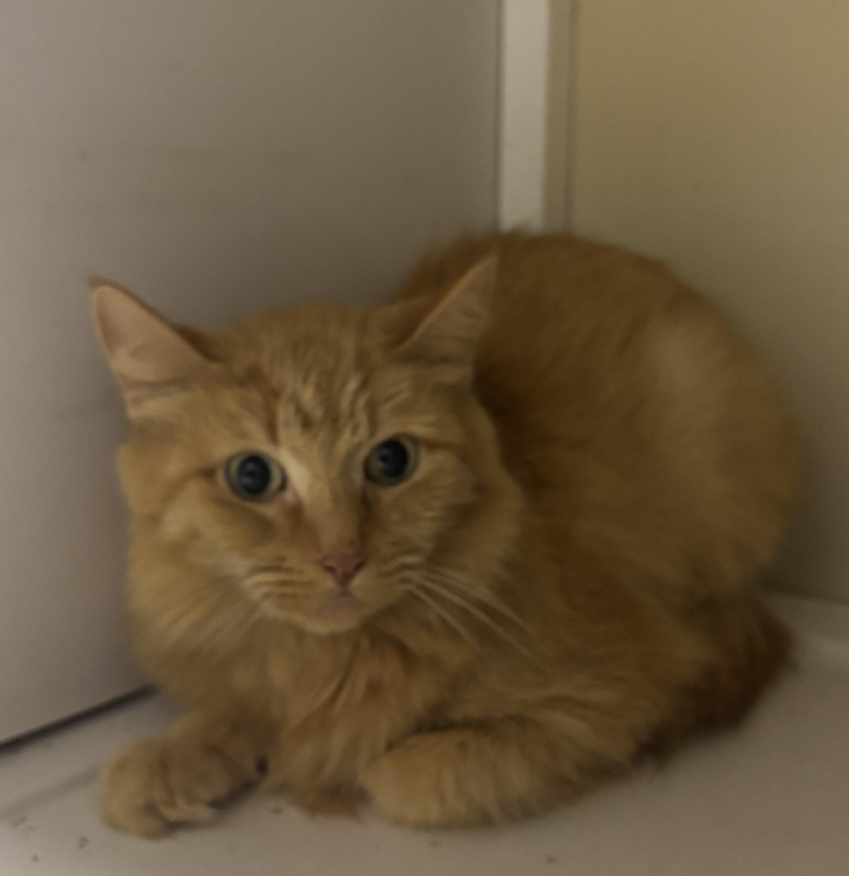 Winnie, Adoptable, Young Female Domestic Long Hair.