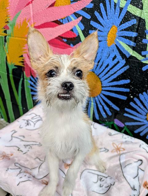 PEPITO, Adoptable, Young Male Shih Tzu & Chihuahua.