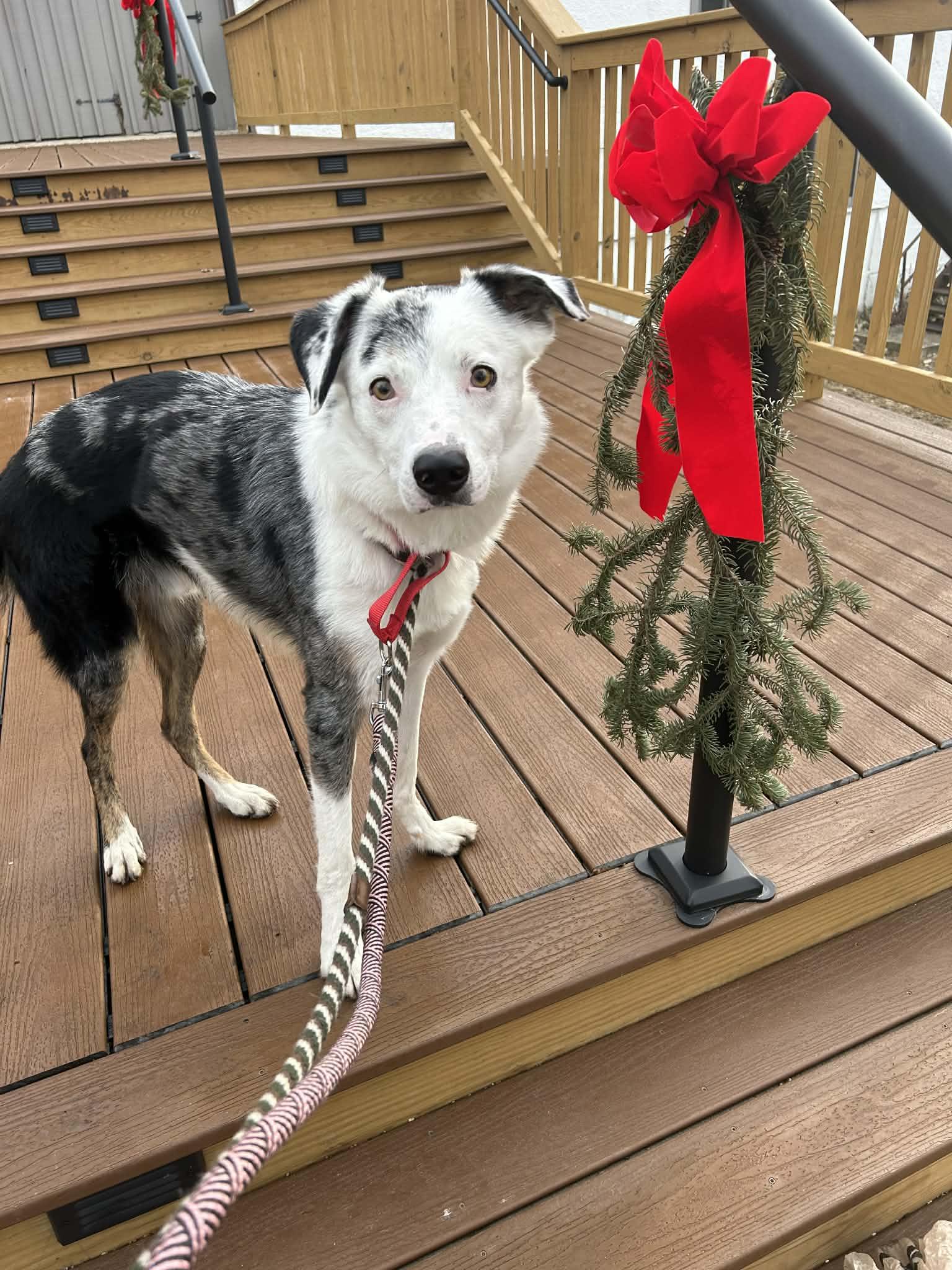 Magic, ADOPTABLE, Adult Male Border Collie.