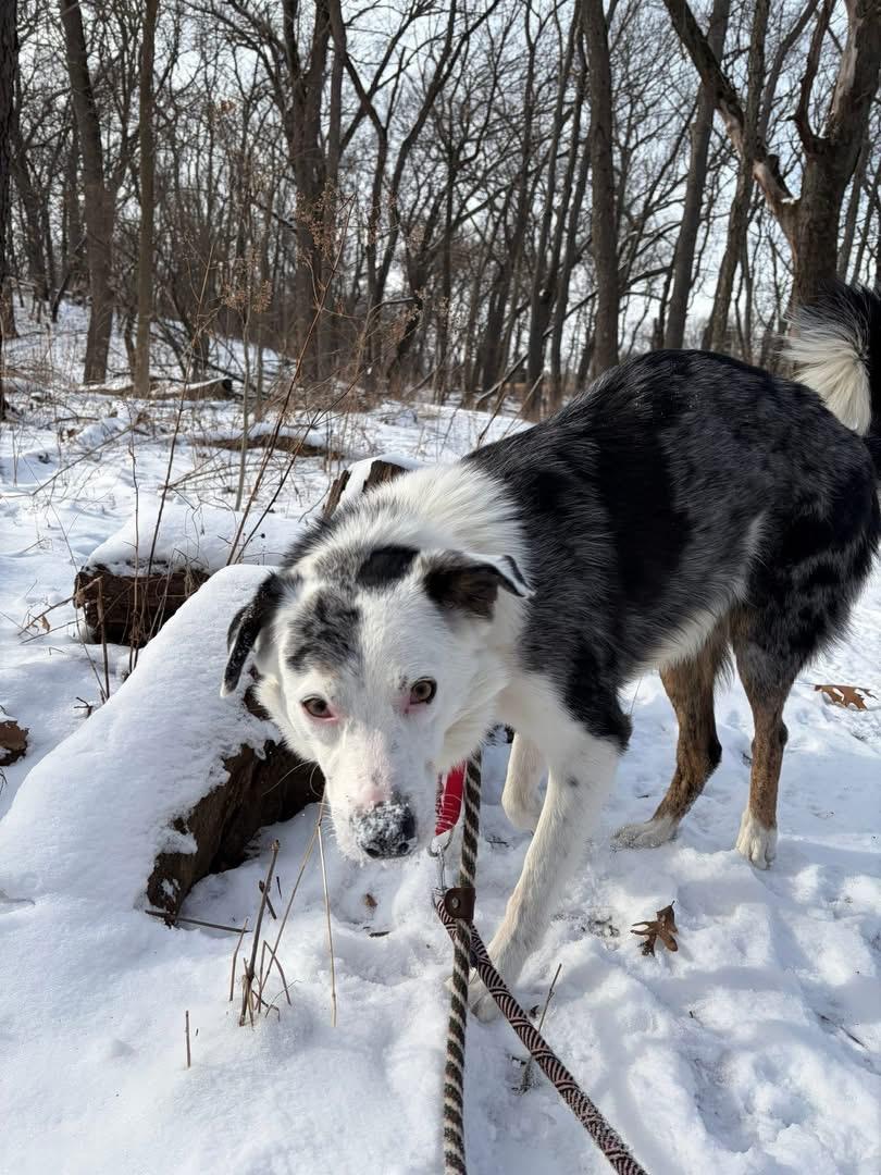 Enlarge Magic, a ADOPTABLE mixed breed in Crystal Lake, IL image 3/6