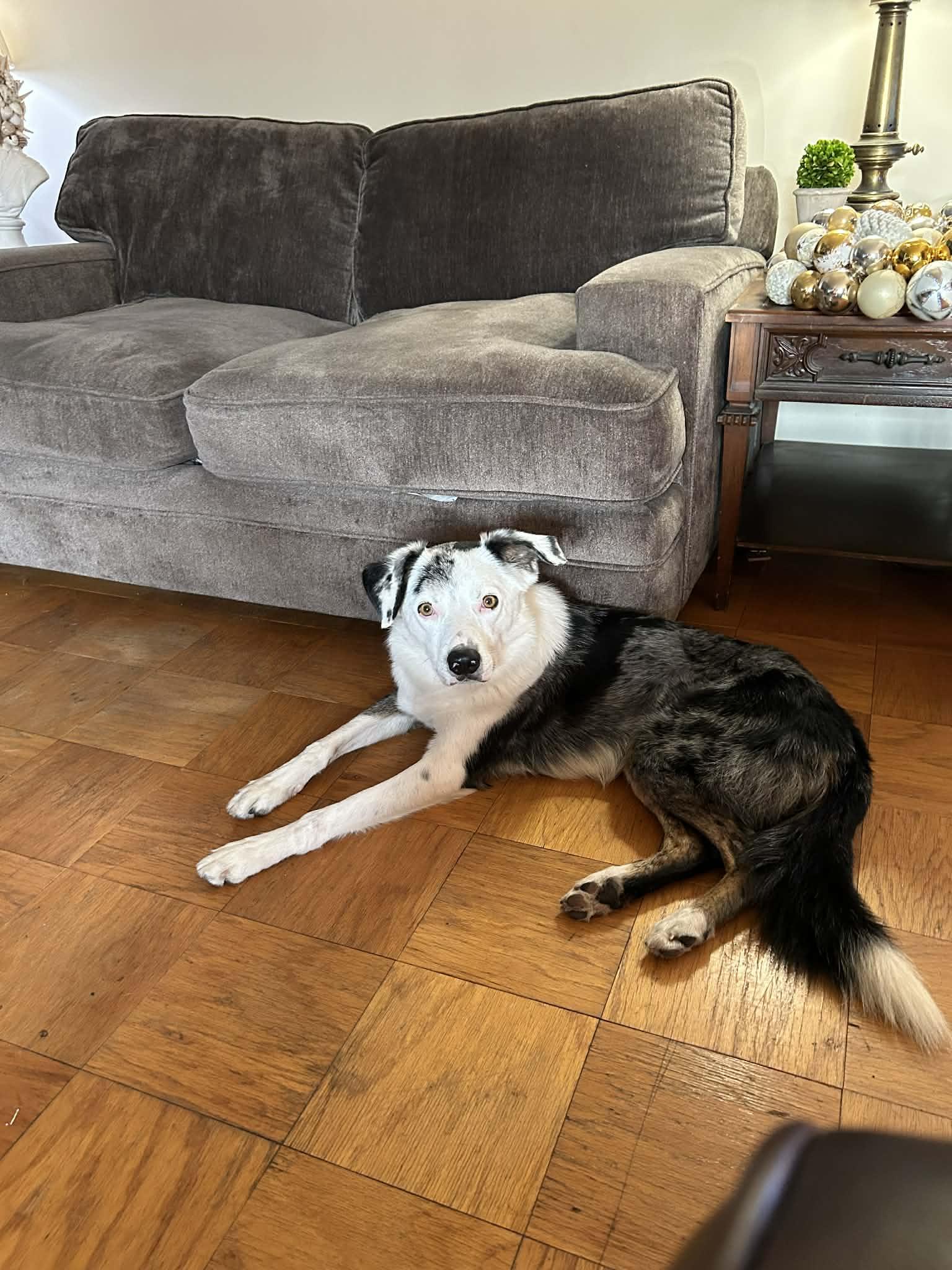 Enlarge Magic, a ADOPTABLE mixed breed in Crystal Lake, IL image 6/6