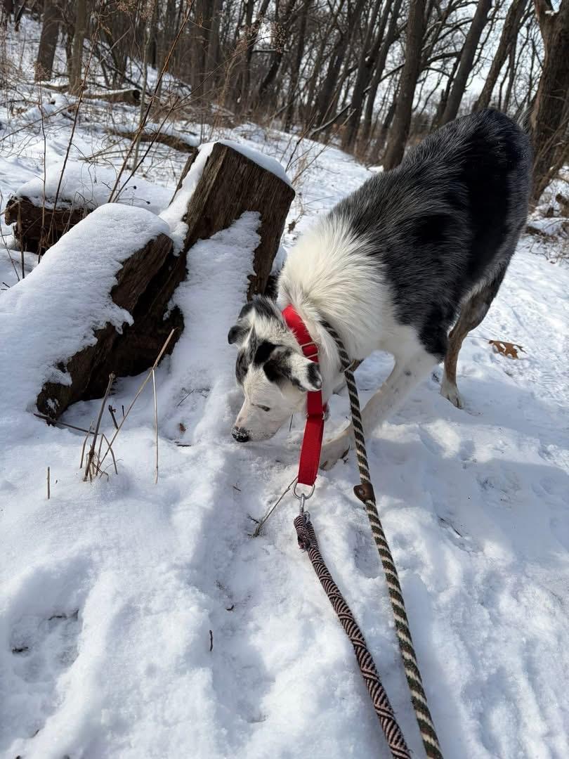 Enlarge Magic, a ADOPTABLE mixed breed in Crystal Lake, IL image 5/6