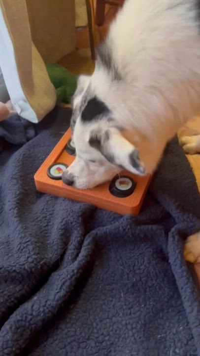 Enlarge Magic, a ADOPTABLE mixed breed in Crystal Lake, IL video 2/6