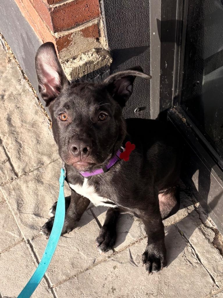 Charlie, Adoptable, Puppy Male Bull Terrier & Labrador Retriever.