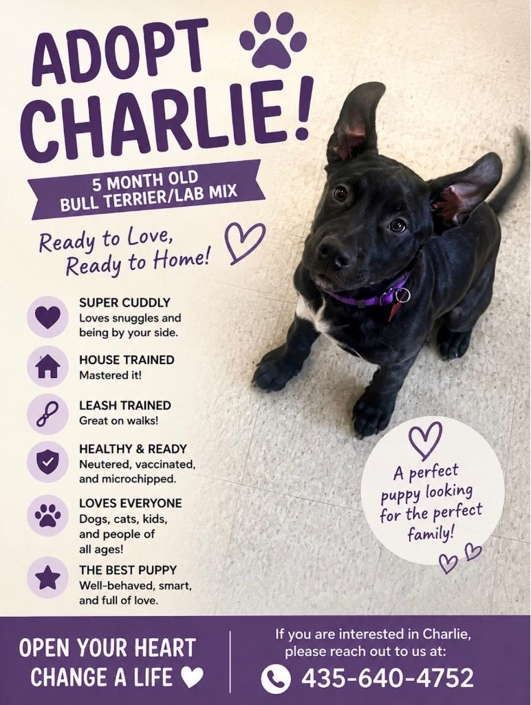 Enlarge Charlie, a Adoptable mixed breed in Heber City, UT image 2/4