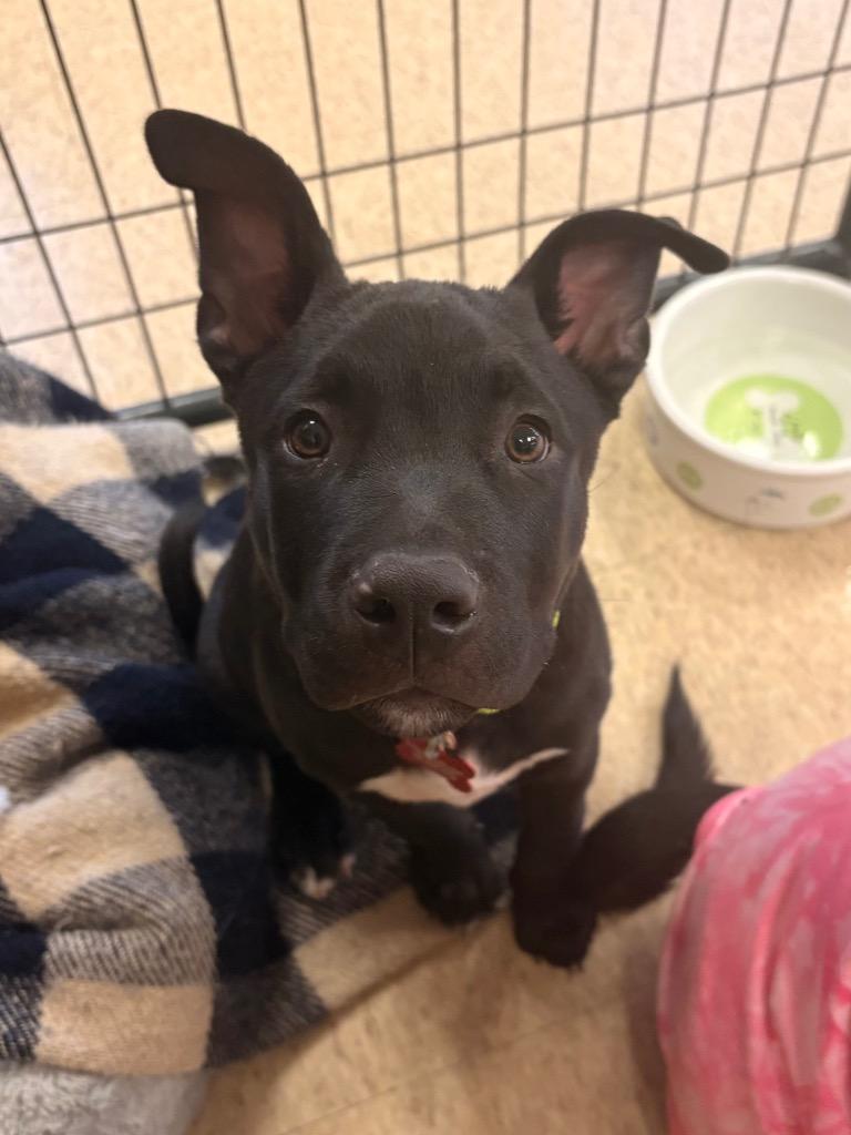 Charlie, Adoptable, Puppy Male Bull Terrier & Labrador Retriever.