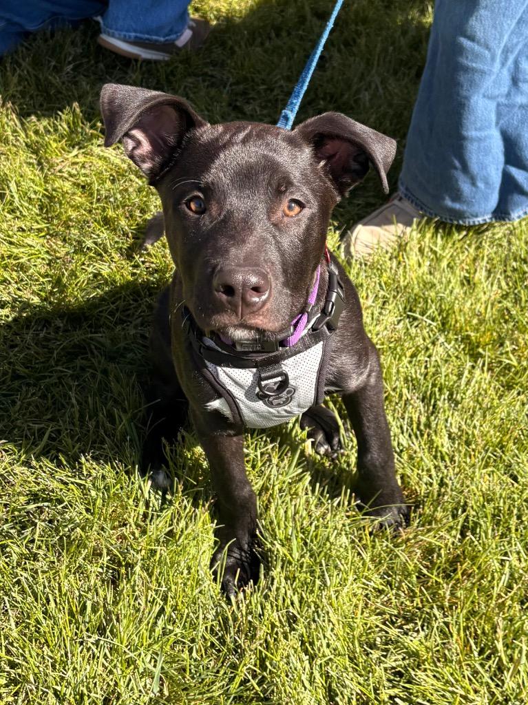 Enlarge Charlie, a Adoptable mixed breed in Heber City, UT image 4/4