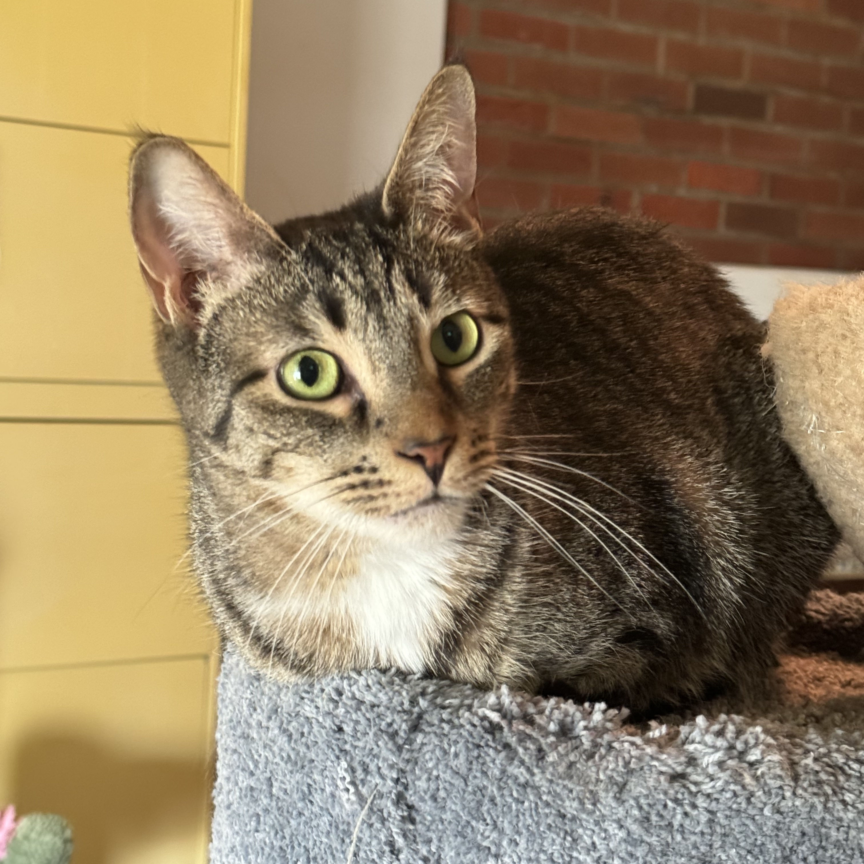 Enlarge Hector, a Adoptable Domestic Short Hair in North Tonawanda, NY image 11/12