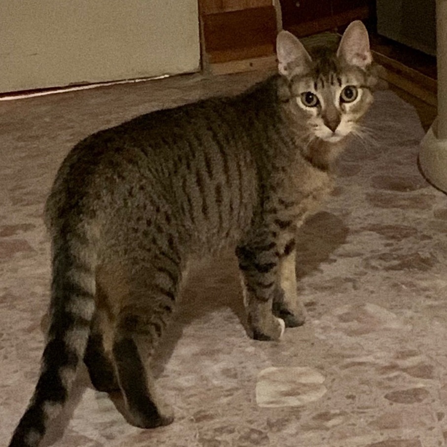 Enlarge Hector, a Adoptable Domestic Short Hair in North Tonawanda, NY image 12/12