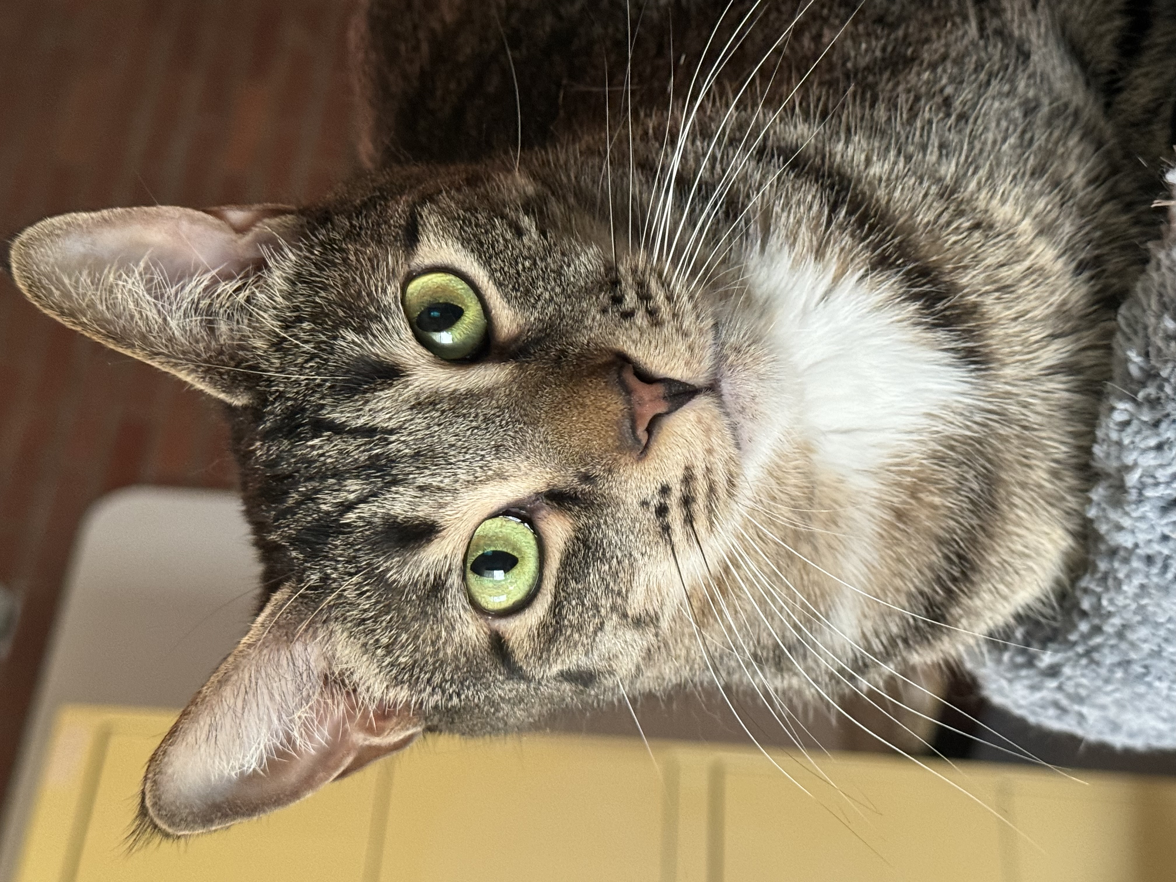 Enlarge Hector, a Adoptable Domestic Short Hair in North Tonawanda, NY image 9/12