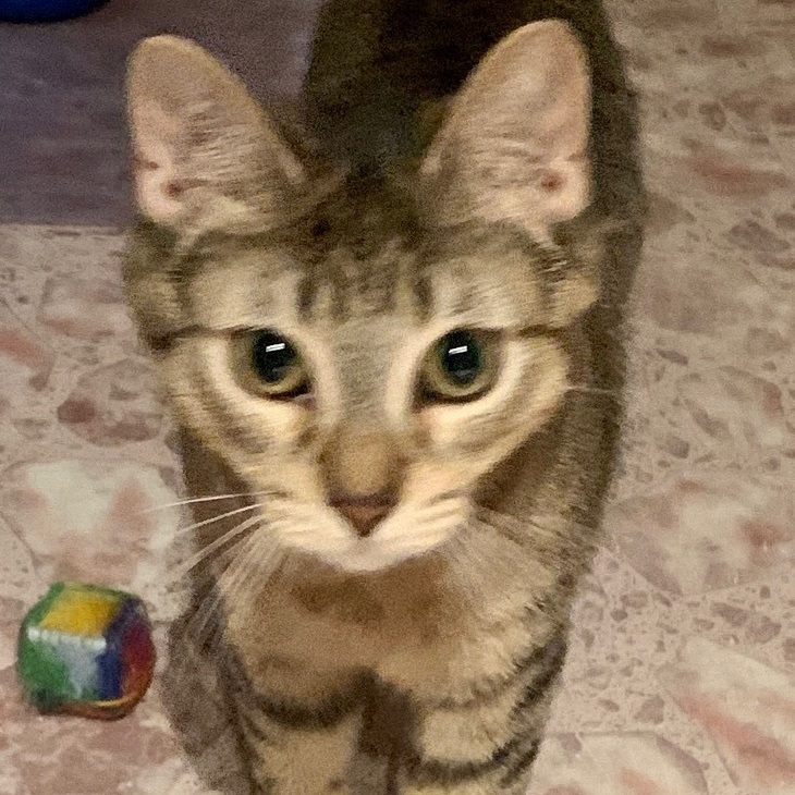 Enlarge Hector, a Adoptable Domestic Short Hair in North Tonawanda, NY image 10/12