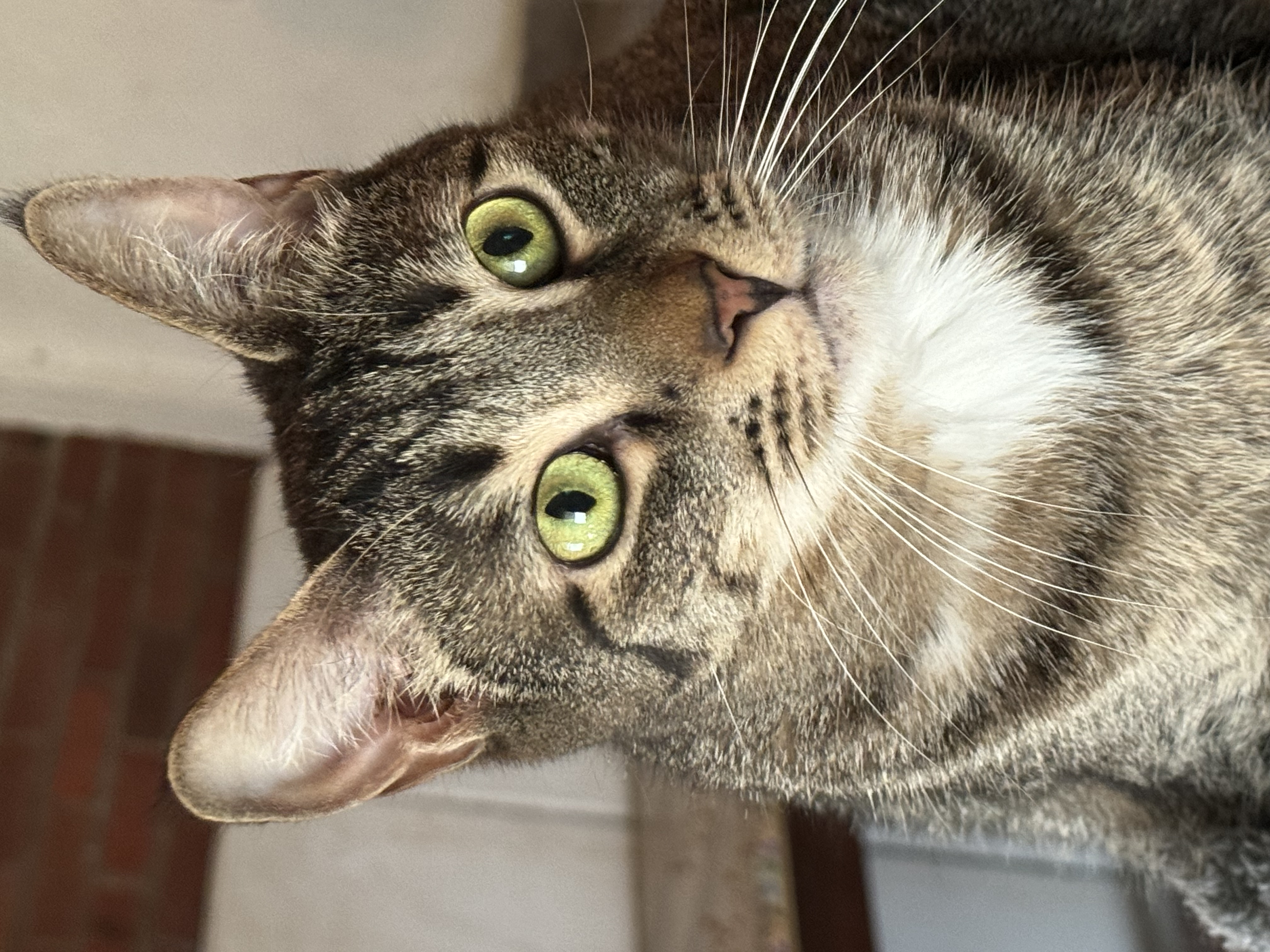 Enlarge Hector, a Adoptable Domestic Short Hair in North Tonawanda, NY image 1/12