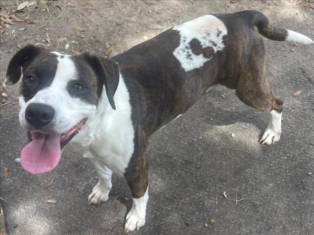 Enlarge BRUCE LEE, a Adoptable mixed breed in Texas City, TX image 1/1