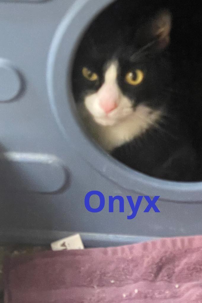 ONYX, Adopted, Adult Male Domestic Short Hair.