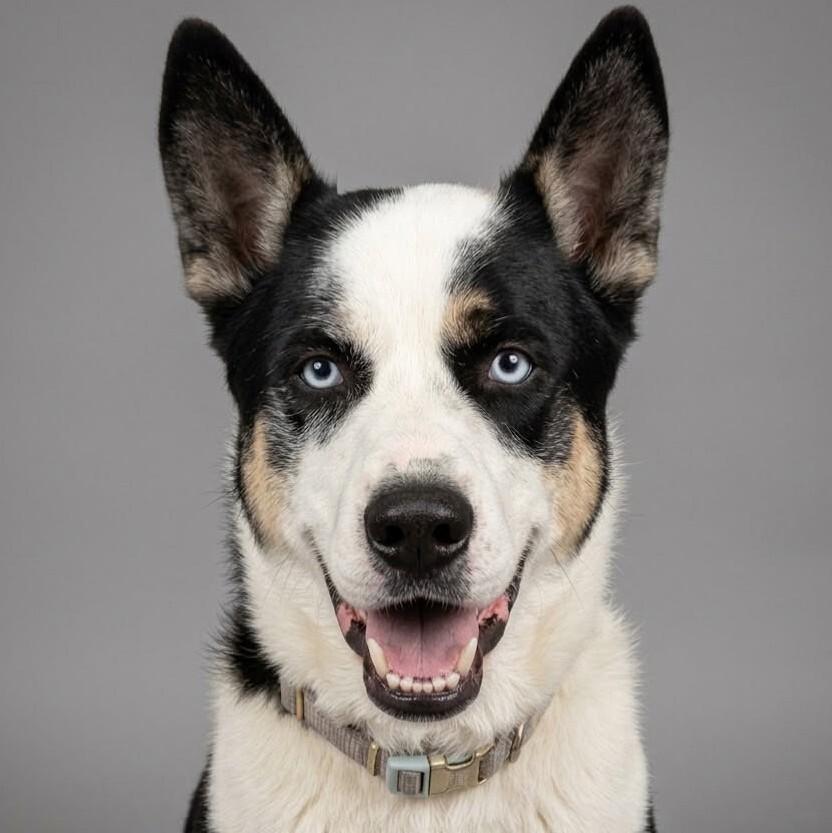 Enlarge Dante, a Adoptable mixed breed in Yankton, SD image 1/5