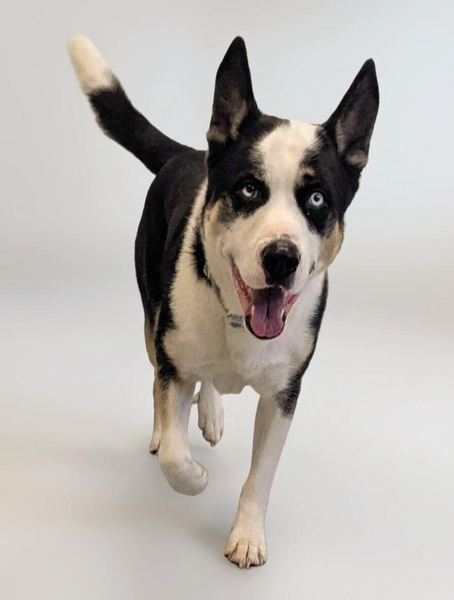 Enlarge Dante, a Adoptable mixed breed in Yankton, SD image 3/5