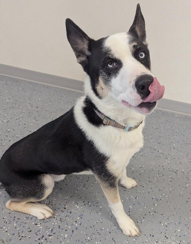 Enlarge Dante, a Adoptable mixed breed in Yankton, SD image 4/5