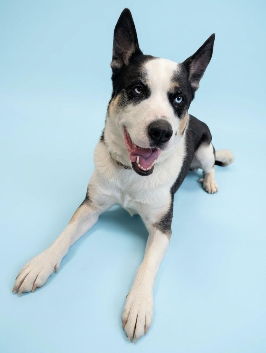 Enlarge Dante, a Adoptable mixed breed in Yankton, SD image 5/5