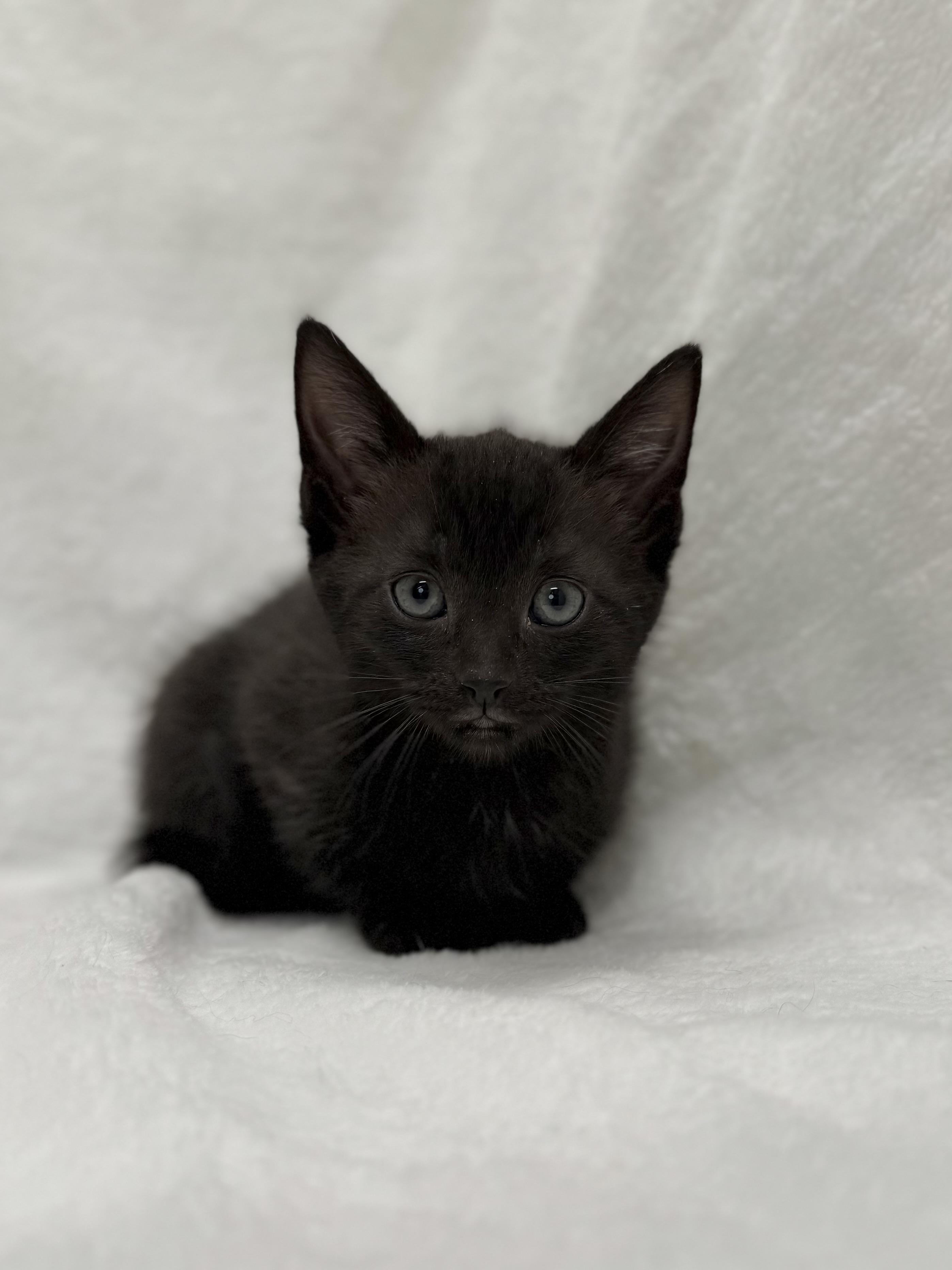 Enlarge Sailor, a Adoptable Domestic Short Hair in Greensboro, NC image 3/5