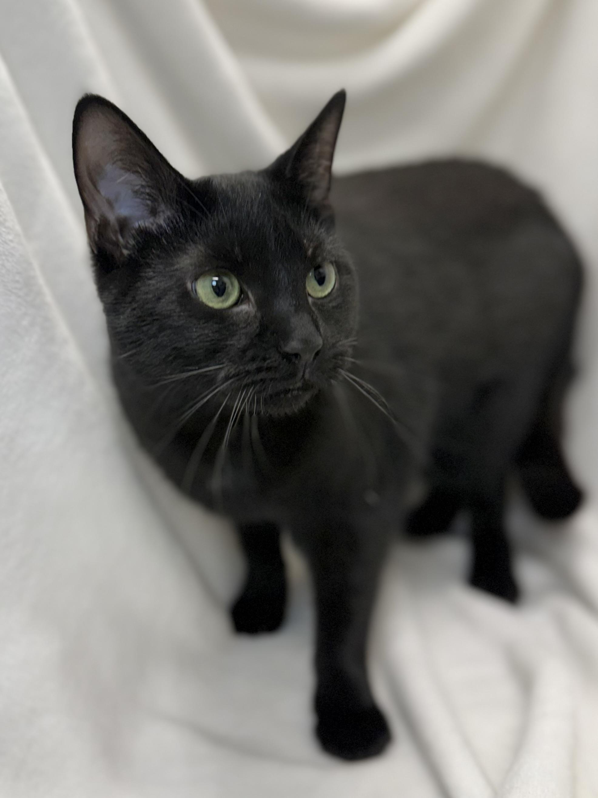 Enlarge Sailor, a Adoptable Domestic Short Hair in Greensboro, NC image 1/5